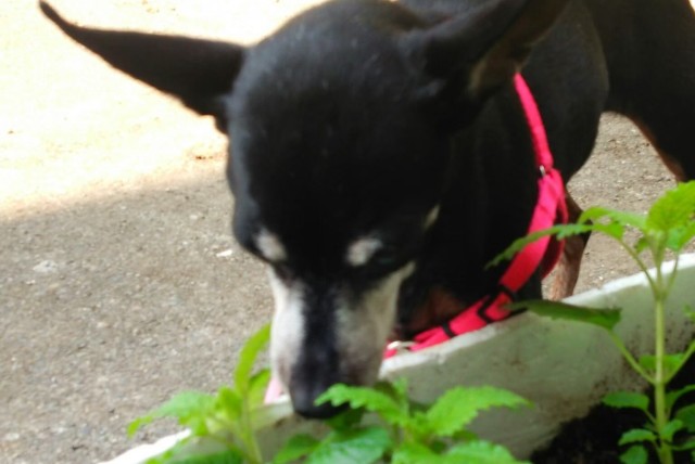 ハーブのにおいを嗅ぐ犬