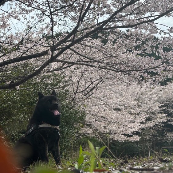 桜の木の下に座る犬