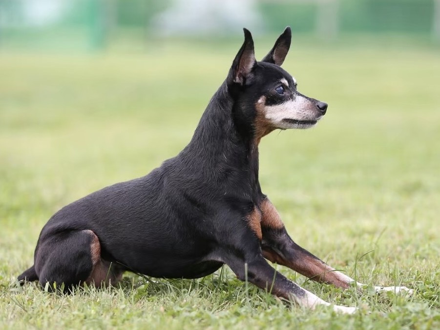 凛々しい犬