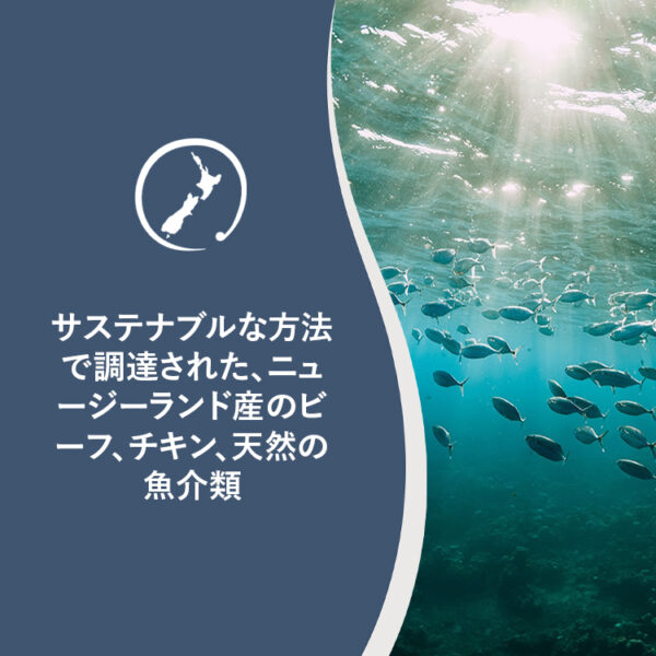 ZIWI PEAK / ドッグ缶　ベニソンレシピ - 画像 (5)
