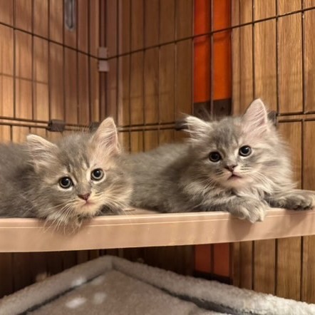 サイベリアンズさまの子猫たち