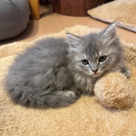サイベリアンズさまの子猫たち