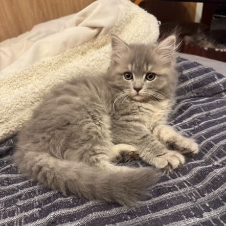 サイベリアンズさまの子猫たち
