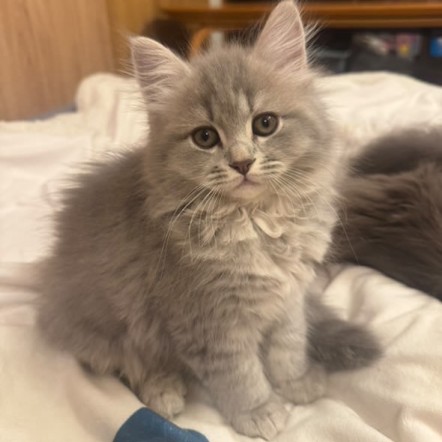 サイベリアンズさまの子猫たち