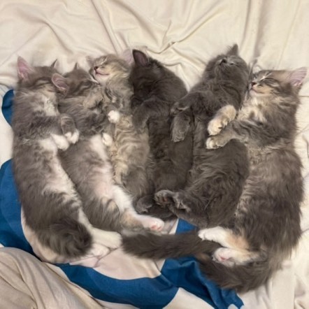 サイベリアンズさまの子猫たち