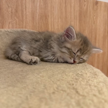 サイベリアンズさまの子猫たち