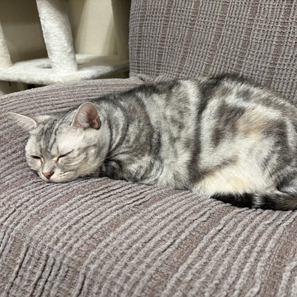 会員の愛猫 メル（シルバータビーの猫）