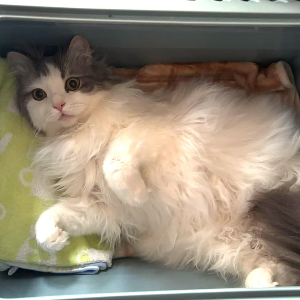 PHLSA代表の愛猫 ノア（グレーと白の長毛の猫）