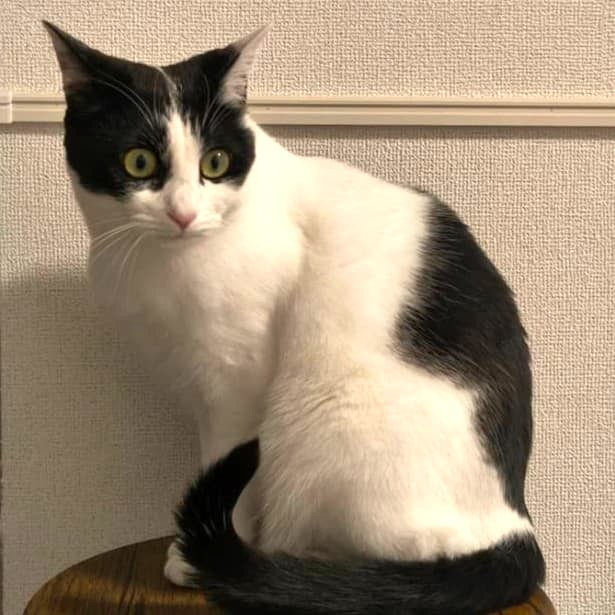 会員の愛猫（白と黒のねこ）