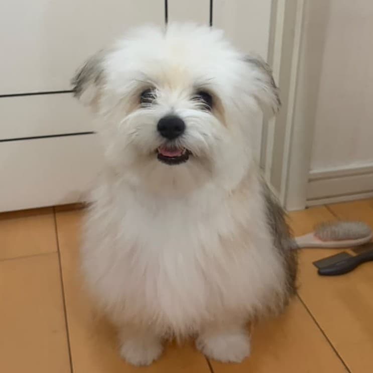 会員の愛犬（白い長毛の犬）